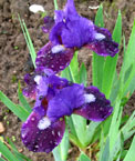Iris - Vilkdalgis - Hottentot